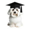 QualiTaTi logo